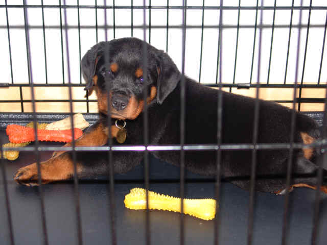 rottweiler cage