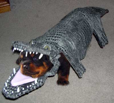 Fur Lined Crocodile