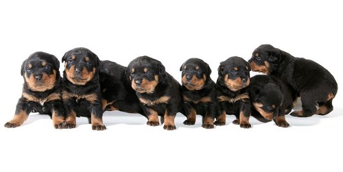 raising a rottweiler puppy raising a bite free rottweiler raising a rottweiler puppy raising a bite free rottweiler