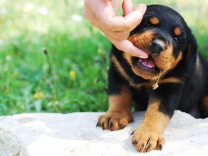 raising a rottweiler puppy raising a bite free rottweiler raising a rottweiler puppy raising a bite free rottweiler